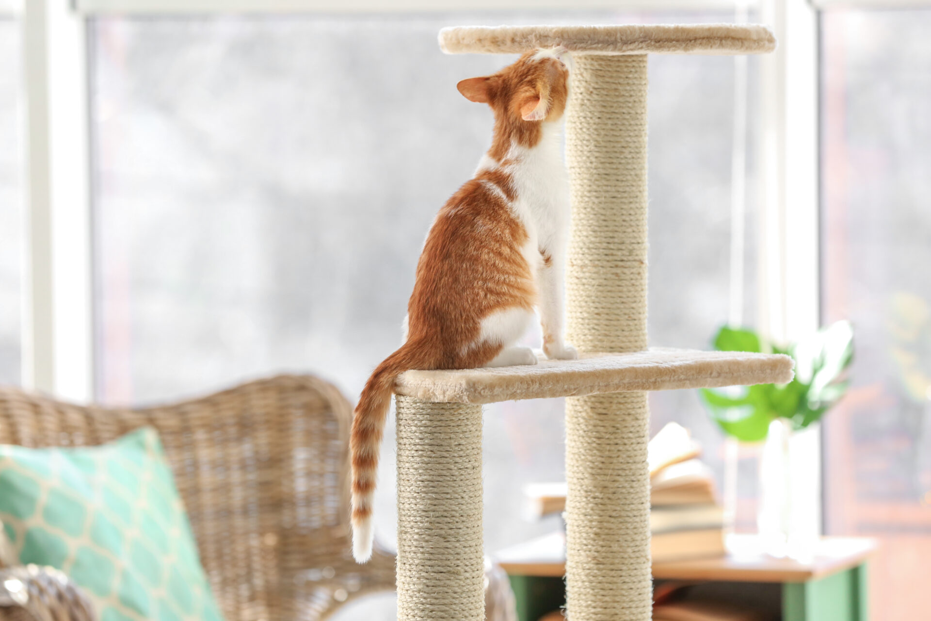 cat proof blinds