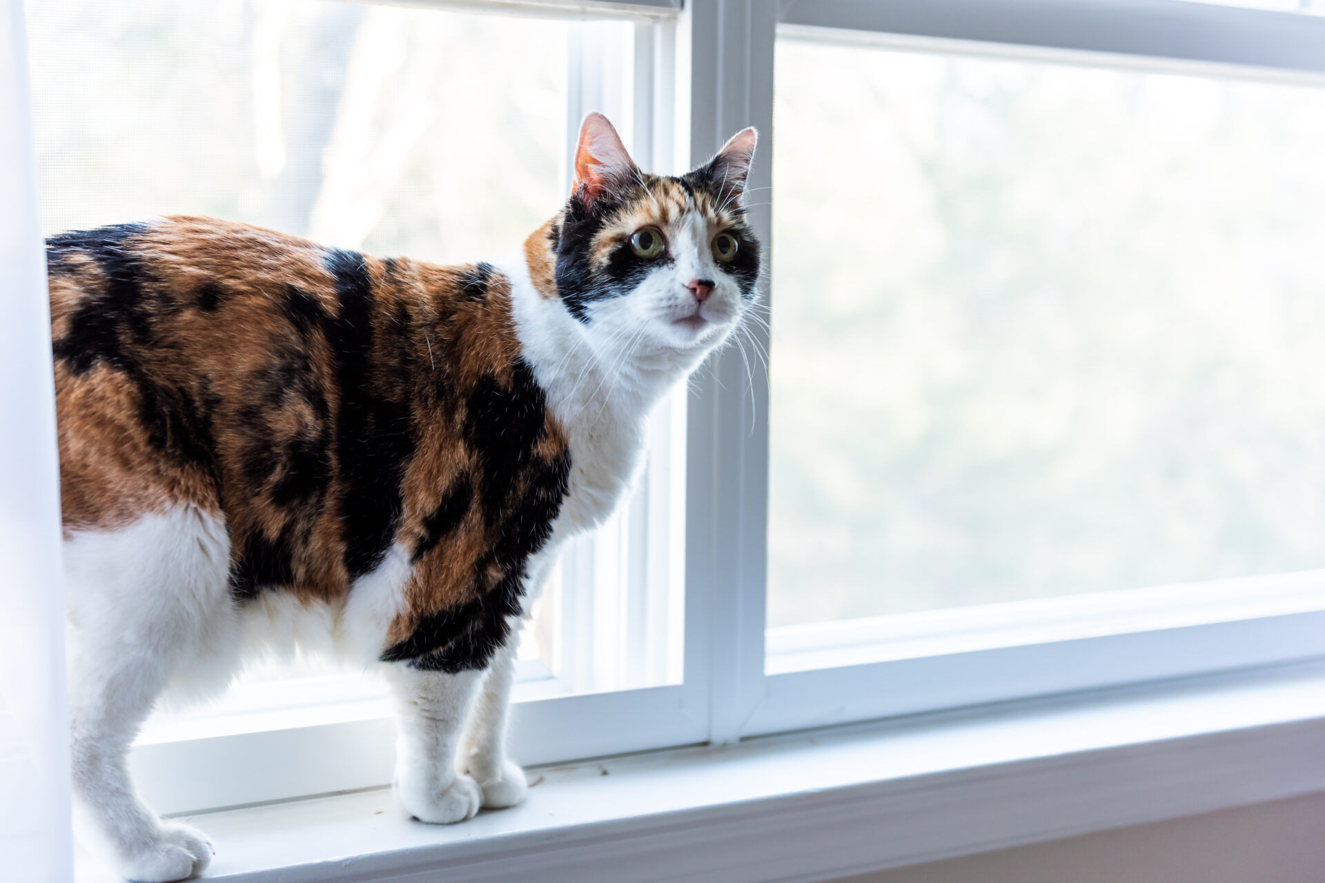 cat proof blinds