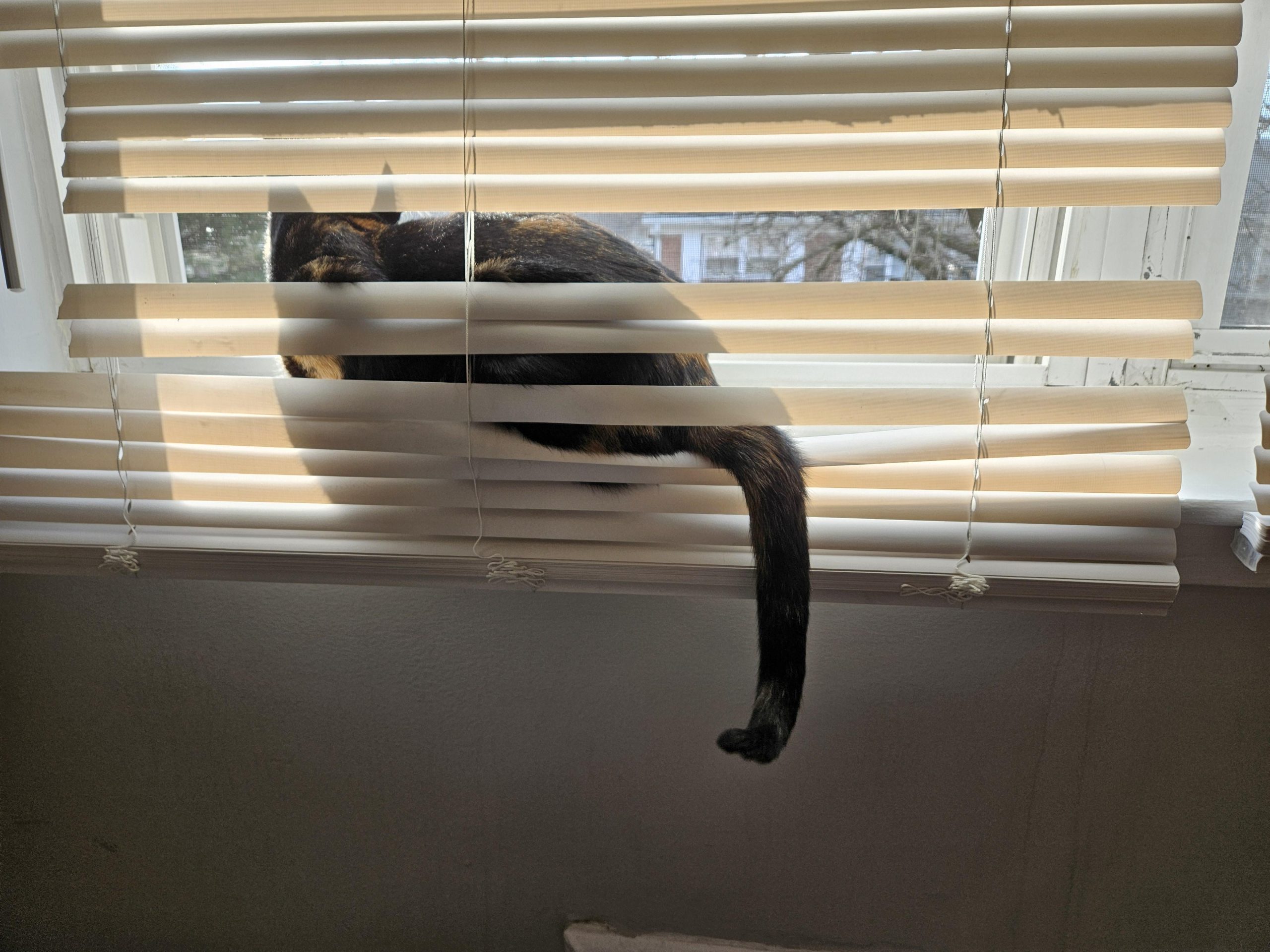 cat proof blinds